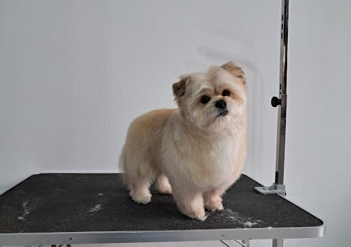Salon De Estética Canina Dgcan – Zamora