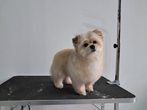Salon De Estética Canina Dgcan en Zamora