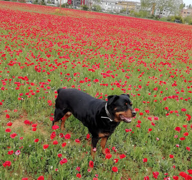 Art Look – Eixample ( L’)