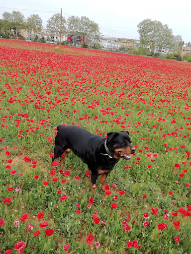 Art Look en Eixample ( L