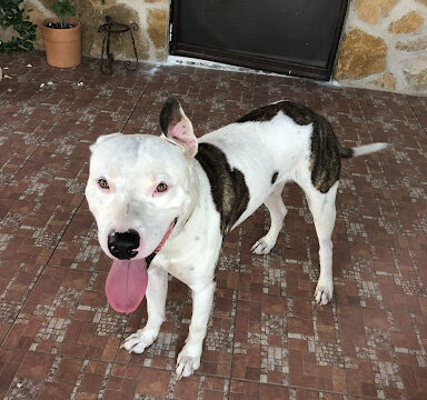 Javier Molina The Barber – Huelva