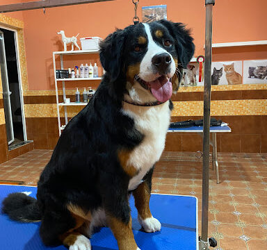 Peluquería canina tu mascota – La Roda de Andalucía