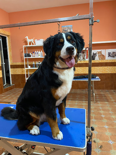 Peluquería canina tu mascota en La Roda de Andalucía