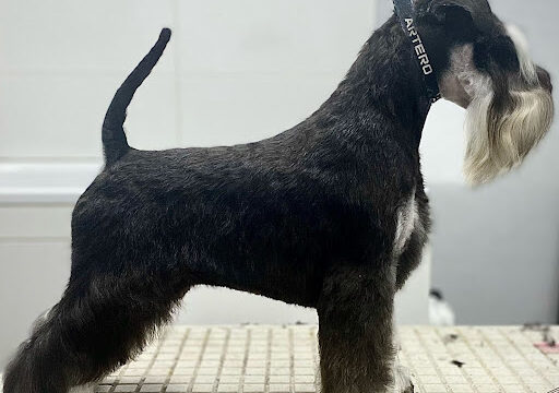 Almudena del Valle Estilismo Canino y Felino – Burgos