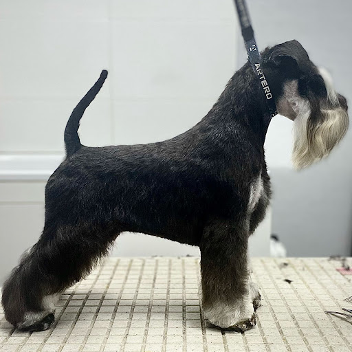Almudena del Valle Estilismo Canino y Felino en Burgos