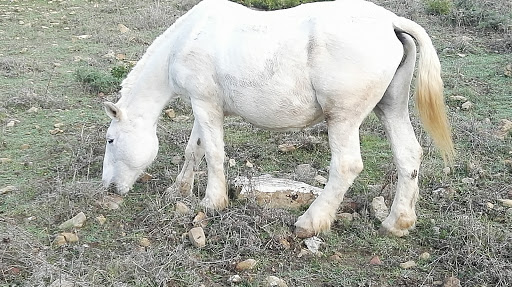 Centro Veterinario Vdc en Castellar de la Frontera