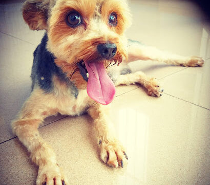 Fisquito Peluquería Canina – Santa Úrsula