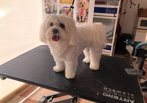 VALODU PELUQUERIAS CANINAS, S.L. – Armilla