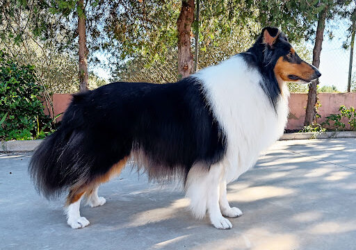 Gos Estilos Montserrat – Montserrat