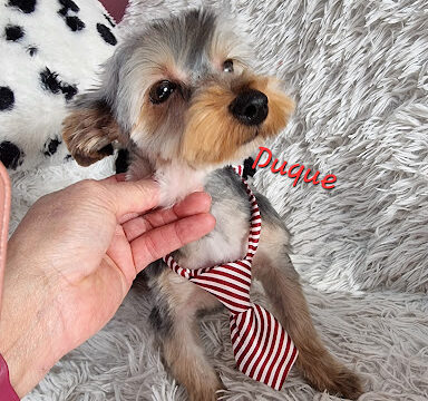 Huellas Peluqueria Canina – Limpias