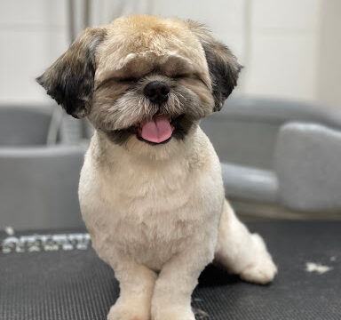 Peluquería canina y felina Xàtiva Salón K’NINA – Xàtiva