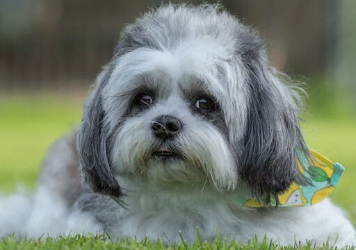 La Peluquería Canina – San Vicente de la Barquera