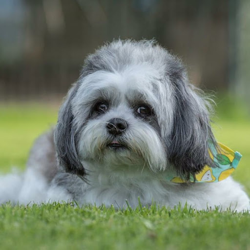La Peluquería Canina en San Vicente de la Barquera