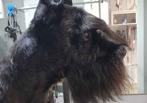 Cão – Zamora