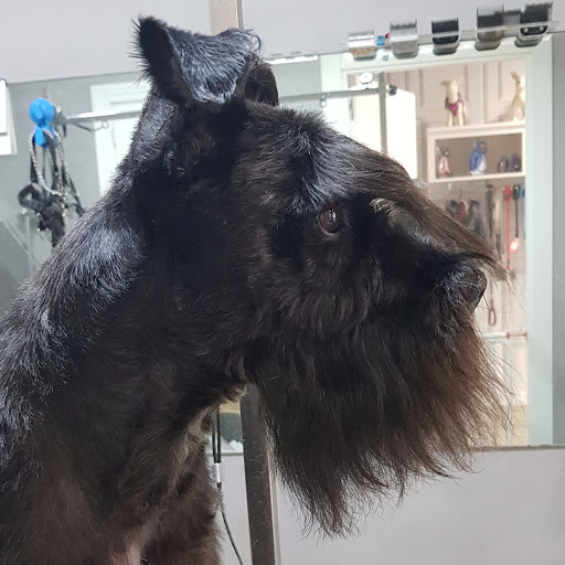 Cão en Zamora